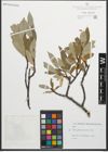 Foto von Salix glaucosericea Flod.